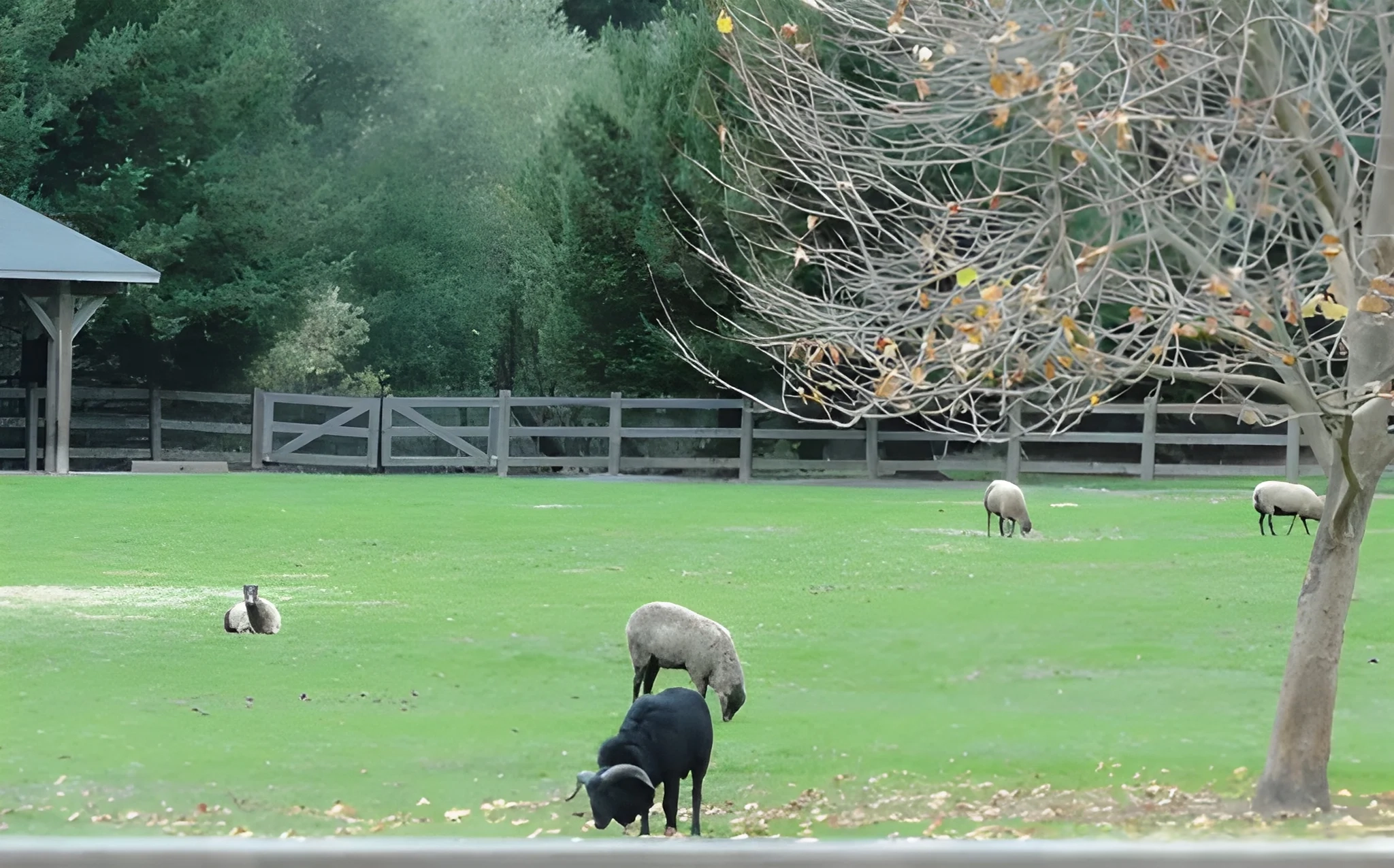 Skywalker Sound Farm & Agricultural